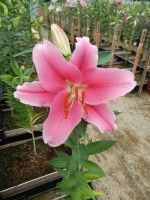 [4500 PO88 LUN 4283 No02.JPG]